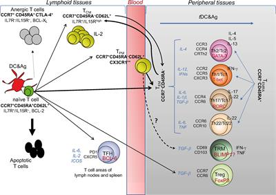 T Cell Memory in Infection, Cancer, and Autoimmunity